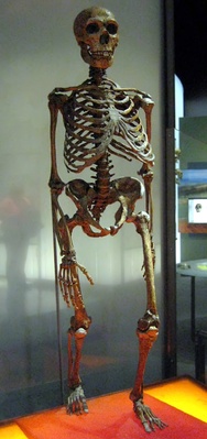 Скелет неандертальца