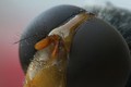 Detalle de la cara de una Volucella pellucens