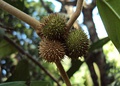 Galls on Hopea ponga at Peravoor