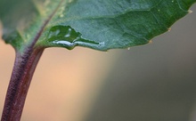 Extrafloral nectaries with droplets of nectar on the petiole of a wild cherry (Prunus avium) leaf