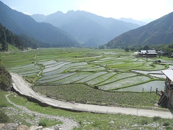 Paddy fields in Leepa, 2011