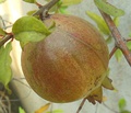 Unripened pomegranate fruit