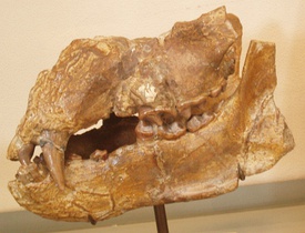Фрагмент черепа Plithocyon armagnacensis