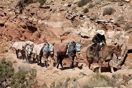 On the South Kaibab trail in the Grand Canyon