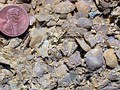 Brachiopods and bryozoans in an Ordovician limestone, southern Minnesota