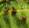 Aphis nerii parasitized by Aphidiinae, possibly Lysiphlebus.