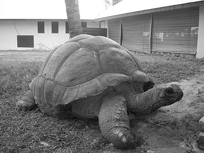 Эсмеральда, старейшая гигантская черепаха, живущая на Сейшельских островах
