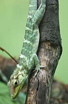 Haitian green (from Hispaniola), Jamaican giant and western giant anole (from Cuba) are all crown giant ecomorphs, but not closely related