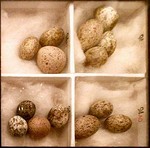 Cuckoo eggs mimicking smaller eggs, in this case of reed warbler