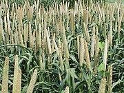 Bajra is the main kharif crop in Thar.