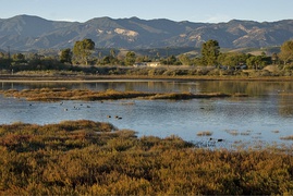 Coal Oil Point Reserve