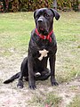 Cane Corso atigrado