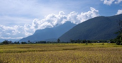Rice paddies with Doi Chiang Dao in the clouds