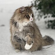 The dense triple-coat allows this athletic and adventurous breed to survive in harsh climates