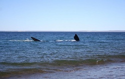 Southern right whale showing pectoral fins