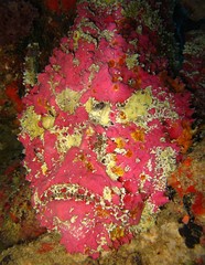 The most venomous known fish is the reef stonefish.[40][41]