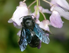 Пчела-плотник обыкновенная (Xylocopa valga)