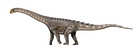 Ampelosaurus atacis