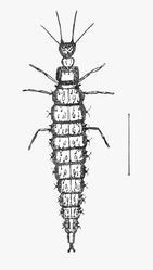 Larva of Osmylus fulvicephalus