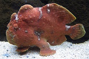 Frogfish use their pectoral and pelvic fins to walk along the ocean bottom.[57]