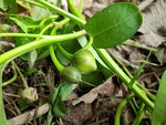 Immature fruits of Ipomoea aquatica