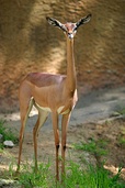 Gerenuk are found in Somalia