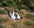 Pair on Campbell Island