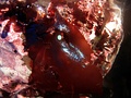 Some red algae are iridescent when not covered with water