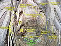 Sacral spinal nerve 4