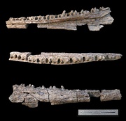 Partial right mandible of P. calabaria from the upper Campanian Nkporo Shale of Nigeria, West Africa