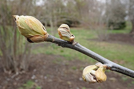 Bud break