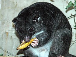 Ground_Cuscus_cotswoldwildlifepark