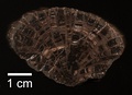 Etched section of an Ordovician tabulate coral