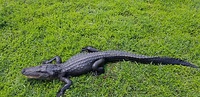 Juvenile alligator found in Everglades National Park