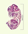 Histological film 10-day mouse embryo