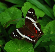 Mariposa Anartia fatima