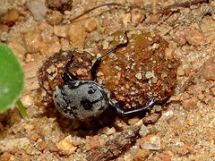 A dung beetle with two balls of dung