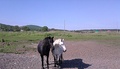 Two horses on Reyneke Island