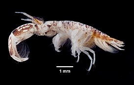 Especie perteneciente a la superfamilia Corophioidea del parvorden Corophiidira.