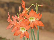 Hippeastrum puniceum