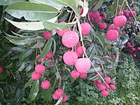 China 3 cultivar of lychee fruit