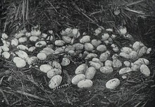 Eggs and young