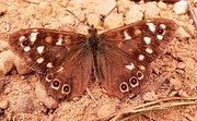 A speckled wood butterfly near Eston Nab