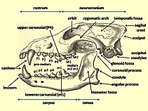 Sketching of a dingo skull by Frédéric Cuvier