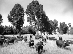 Pure Bred Afrikander Cattle at Ermelo, Transvaal