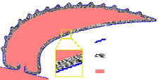  Halkieriid sclerite structure[106]