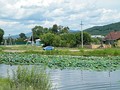 Село Новогордеевка, озеро с лотосами