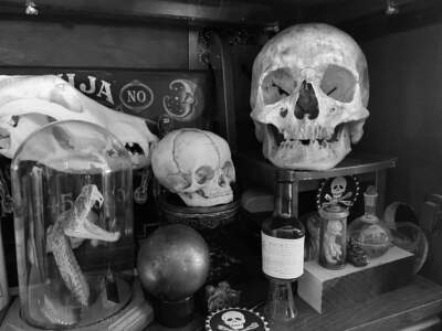 Skulls on display in Mike Drake's collection. (Ally Jarmanning/WBUR)