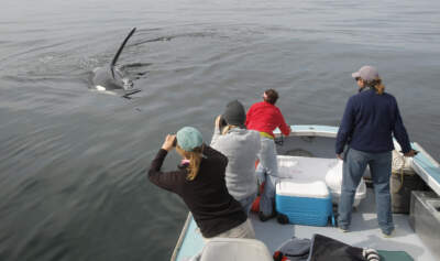 Researchers watch Old Thom approach their boat while out looking for right whales in the Grand Manan Basin in the Bay of Fundy on Tuesday, September 8, 2015. (Gregory Rec/Portland Portland Press Herald via Getty Images)