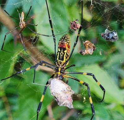 A Joro spider in its web. (Andy Davis at the University of Georgia)